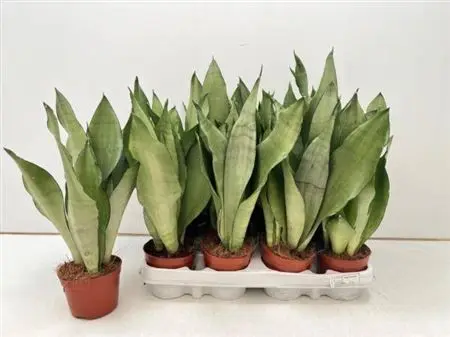 014999-SANS-009 Sansevieria trifasciata 'Moonshine' (Anyósnyelv) - Image 1