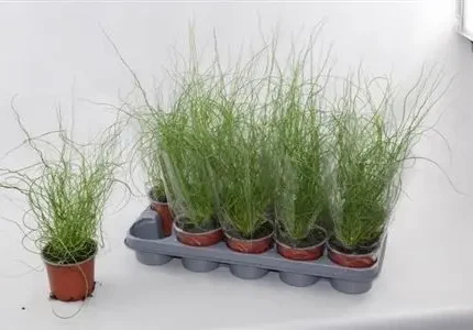 Juncus effusus 'Spiralis' (Csavart szittyó)