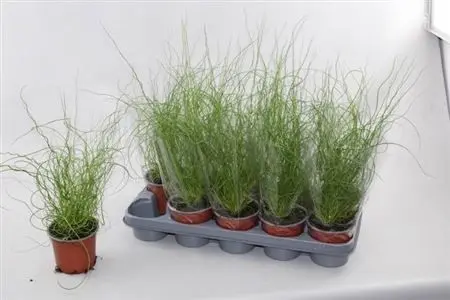 020312-JUNC-012 Juncus effusus 'Spiralis' (Csavart szittyó) - Image 1