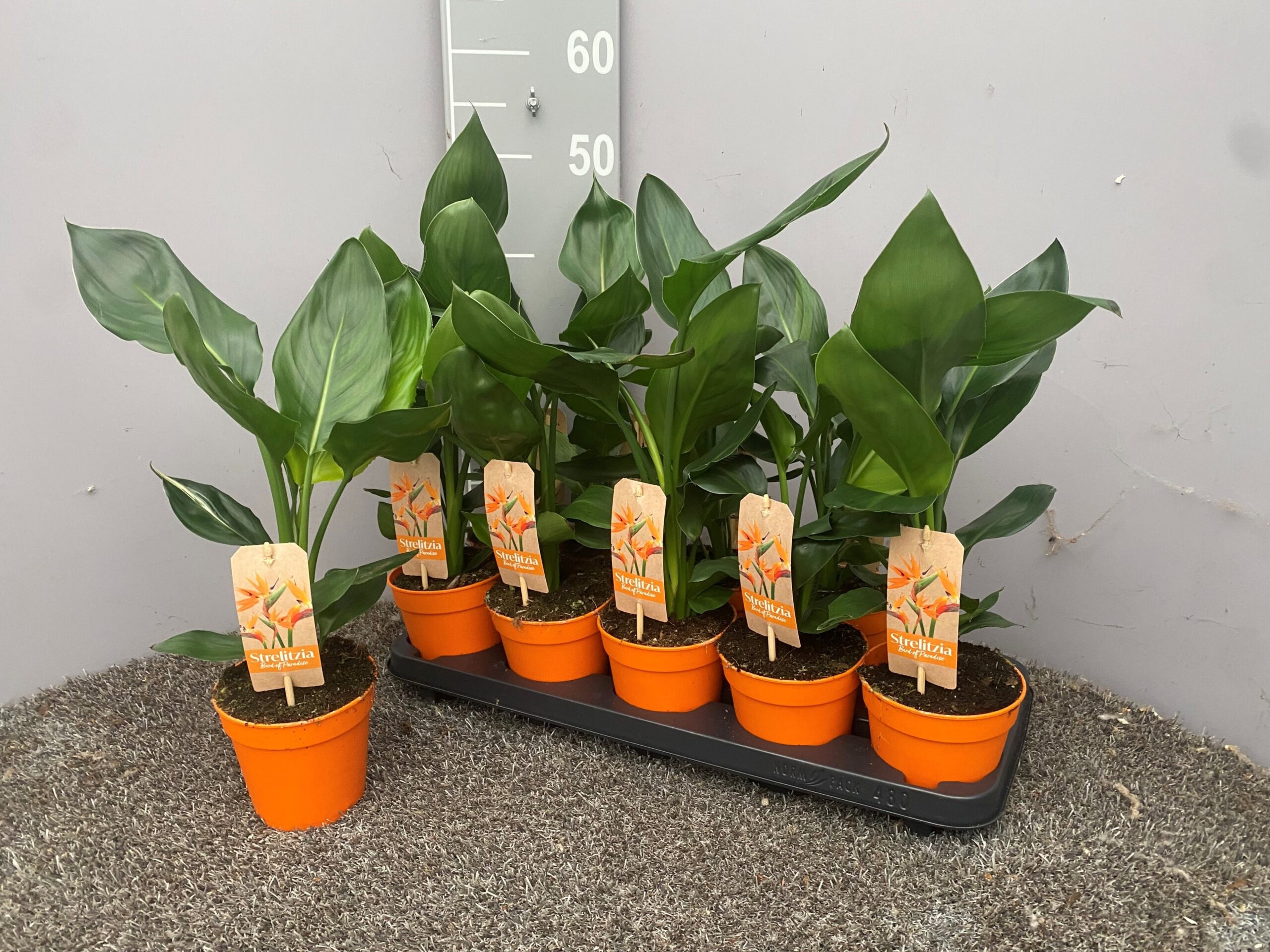022707-STRE-013 Strelitzia reginae (Papagájvirág) - Image 1