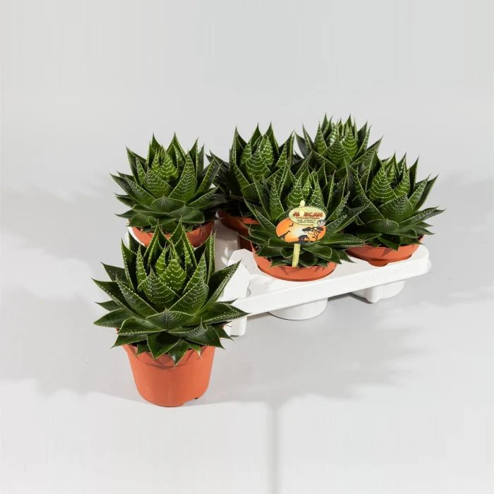 024511-ALOE-508 Aloe ‘Cosmo’ - Image 1