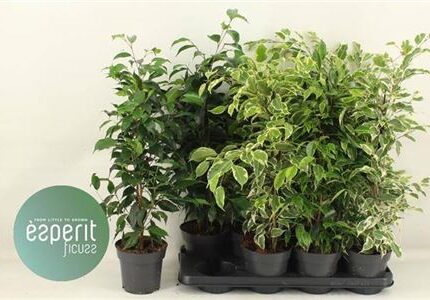 Ficus benjamina Mix (Csüngőágú fikusz)
