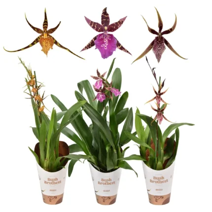 Brassia hybrida Mix (Pókorchidea)