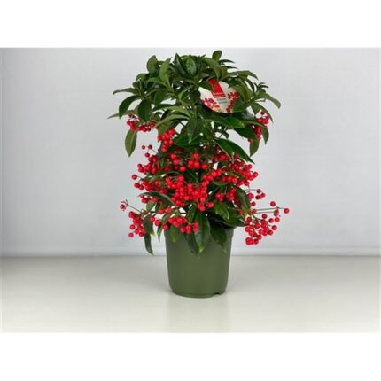 Ardisia crenata 'Bospremium' (Csipkés csúcsvirág)