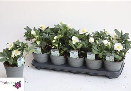 Helleborus niger (Fekete hunyor)