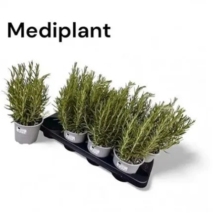 Rosmarinus officinalis (Rozmaring)