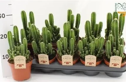 Cereus florida (Oszlopkaktusz)