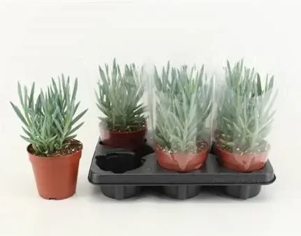 Curio ficoides ‘Mount Everest’ (Aggófű)