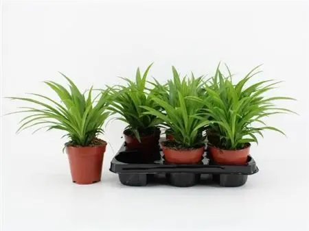115151-CHLO-012 Chlorophytum comosum ‘Lemon’ (Zöldike) - Image 1