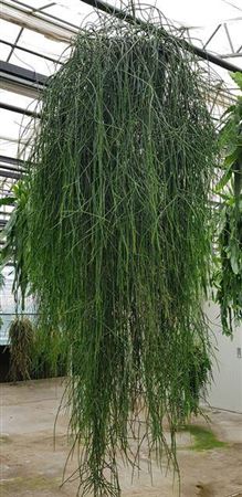 119456-RHIP-025 Rhipsalis floccosa (Fátyolos botkaktusz – EXTRA méret) - Image 1