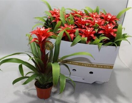 Guzmania ‘Confetti’ (Guzmán bromélia)
