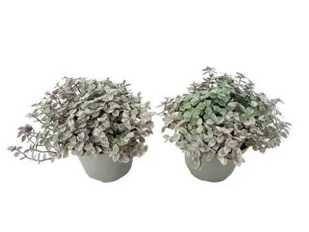 122938-CALL-508 Callisia repens ‘Rosato’ (Kúszó törpepletyka) - Image 1