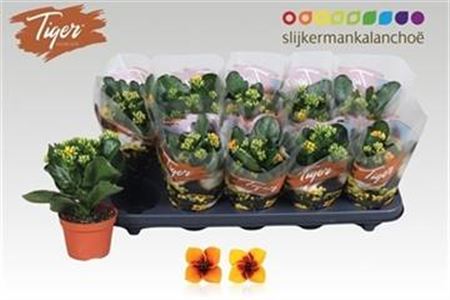 124143-KAL -510 Kalanchoe blossfeldiana 'Tiger' Mix (Korallvirág) - Image 1