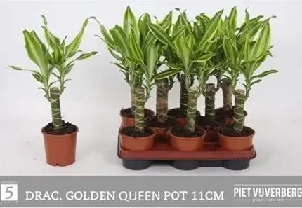 Dracaena fragrans 'Golden Queen' (Sárkányfa)
