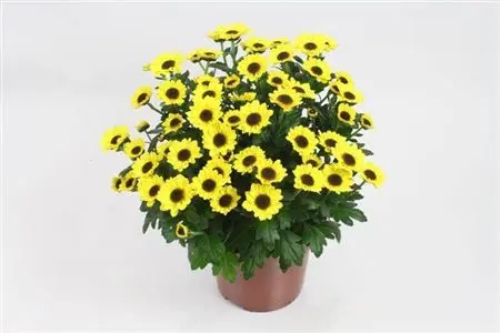 129978-CHRY-012 Chrysanthemum morifolium 'Sunny Day' (Krizantém) - Image 1