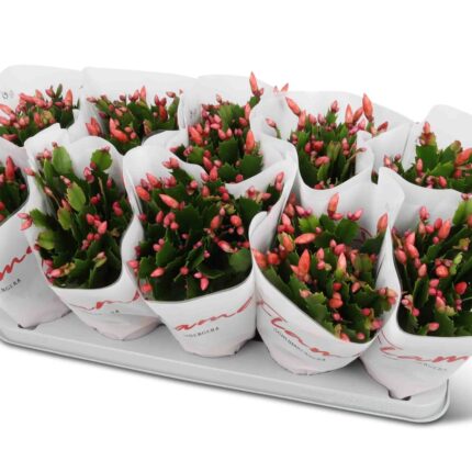 Schlumbergera truncata 'Flame Red' (Karácsonyi kaktusz)