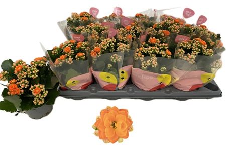131820-KAL -510 Kalanchoe blossfeldiana 'Stinna' (Korallvirág) - Image 1