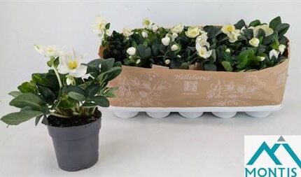 Helleborus niger 'Christmas Carol' (Fekete hunyor)