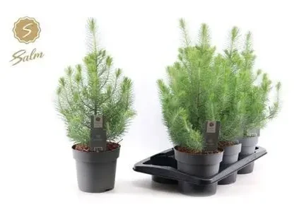 Pinus pinea 'Silver Crest' (Mandulafenyő)