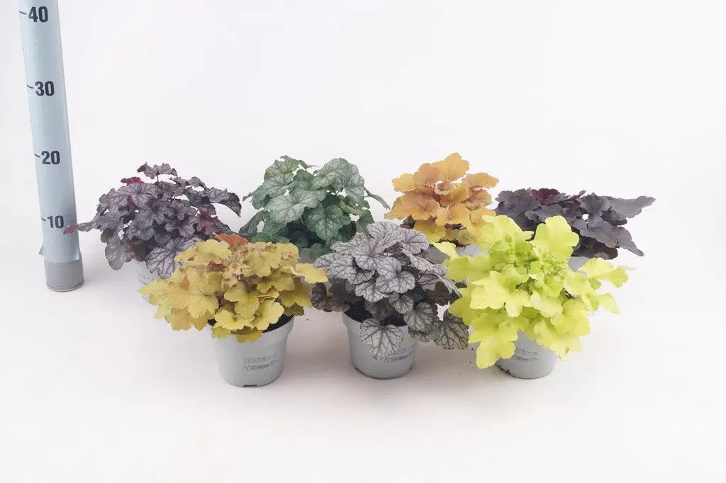 heuchera Heuchera americana Mix (Tűzeső) - Image 1