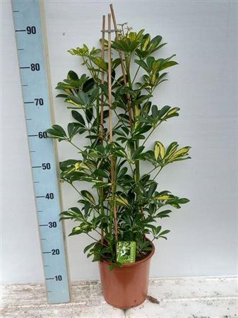 008329-SCHE-021 Schefflera arboricola 'Gold Capella' (Tarka levelű sugárarália) - Image 1