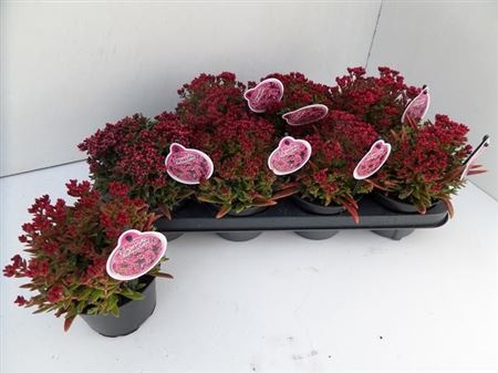 008567-CRAS-013 Crassula schmidtii (vörös pozsgafa) - Image 1