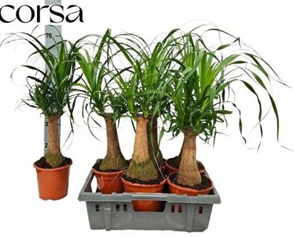 Beaucarnea (Nolina) recurvata (Elefántláb)