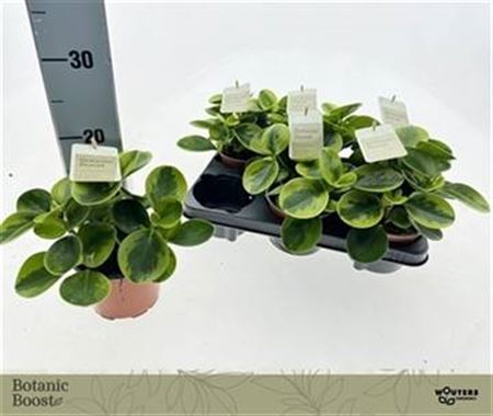 009461-PEP OB-012 Peperomia obtusifolia (Törpebors) - Image 1