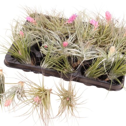 Tillandsia ionantha 'Airplants Mix' (Légnövény)