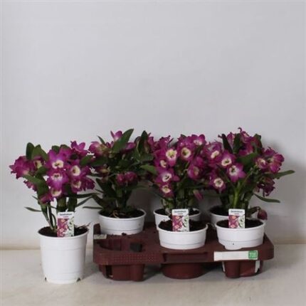 Dendrobium nobile 'Lila 3+' (Nemes dendrobium)