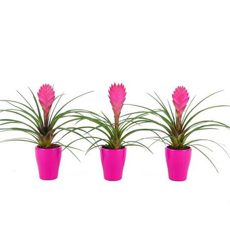 012546-TILLKAS-007 Tillandsia cyanea (Lándzsás tillandsia) kaspóban - Image 1