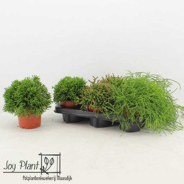 016322-RHIP-012 Rhipsalis 'Mix' (Vesszőkaktusz) - Image 1