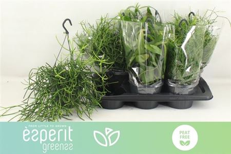 016322-RHIP-017 Rhipsalis 'Mix' (Vesszőkaktusz) - Image 1