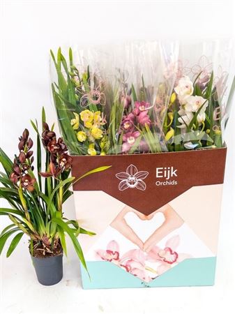 018459-CYMB3-014 Cymbidium 'Mix' (Csónakorchidea) - Image 1