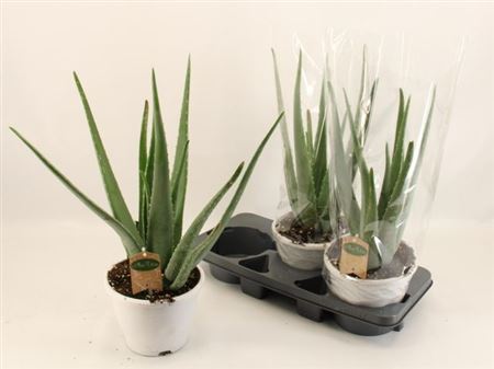 018778-ALOE-020 Aloe vera (Aloe, Orvosi aloé) - Image 1
