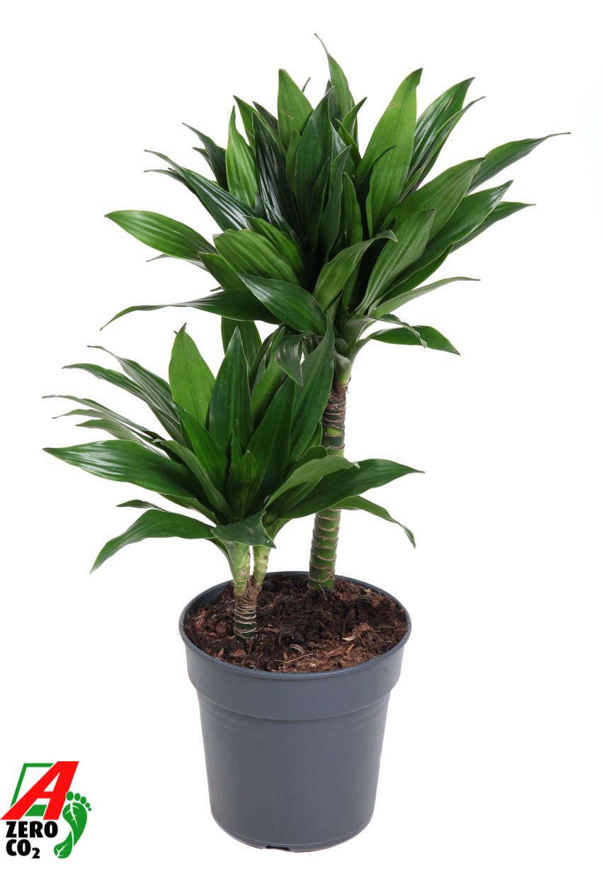022974-DRA 2T-019 Dracaena compacta (Sárkányfa) 2 törzses - Image 1