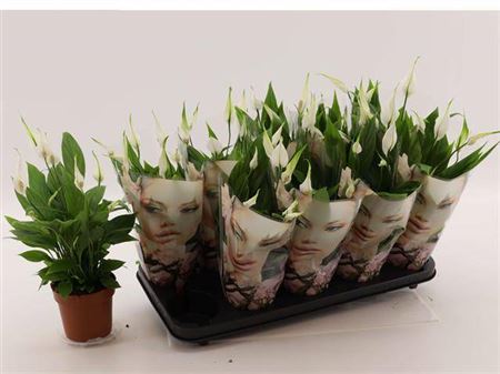 025791-SPAT-012 Spathiphyllum wallisii 'Alana' (Vitorlavirág) - Image 1