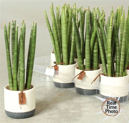 027752-SANSKAS-010 Sansevieria cylindrica (Hengeres anyósnyelv) kaspóban - Image 1