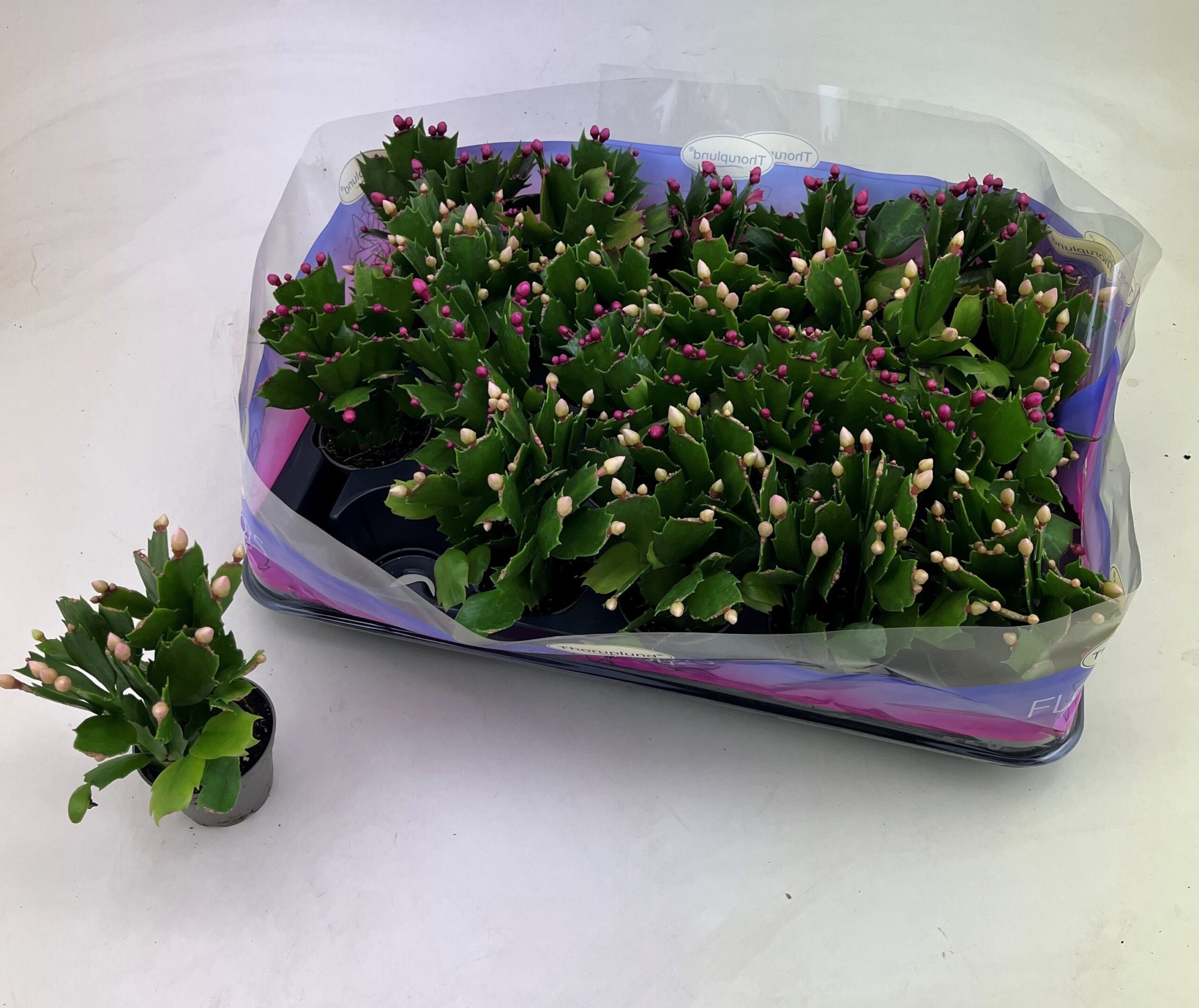 028608-SCHL-006 Schlumbergera truncata 'Mix Mini' (Karácsonyi kaktusz) - Image 1