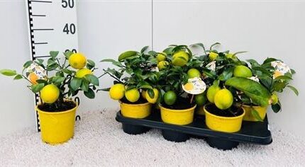 Citrus × meyeri 'Meyer' (Meyer-citromfa)