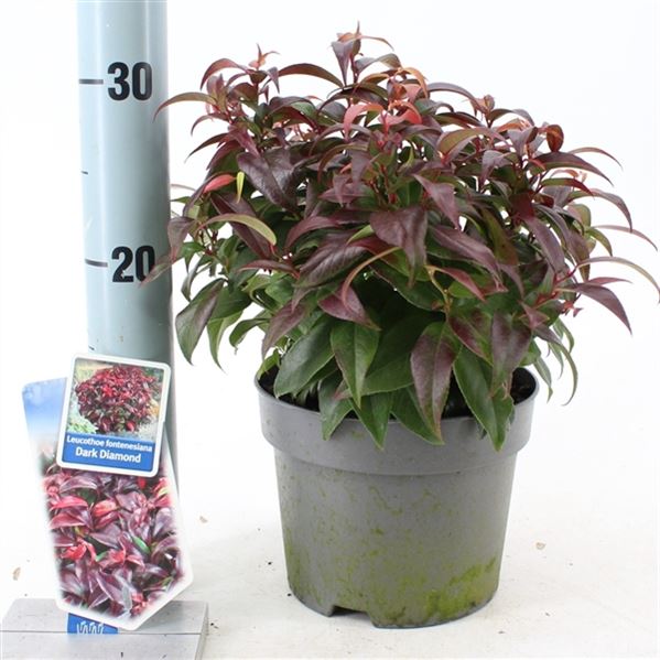 033739-LEUC-017 Leucothoe fontanesiana 'Lovita' (Fürtöshanga) - Image 1