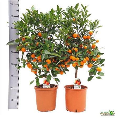 050648-CITR-021 Citrus microcarpa (Kalamondin) - Image 1