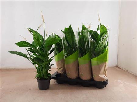 101579-SPAT-013 Spathiphyllum ‘Strauss’ (Vitorlavirág) - Image 1