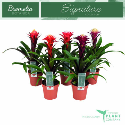 Guzmania 'Mix' (Guzmán-bromélia)