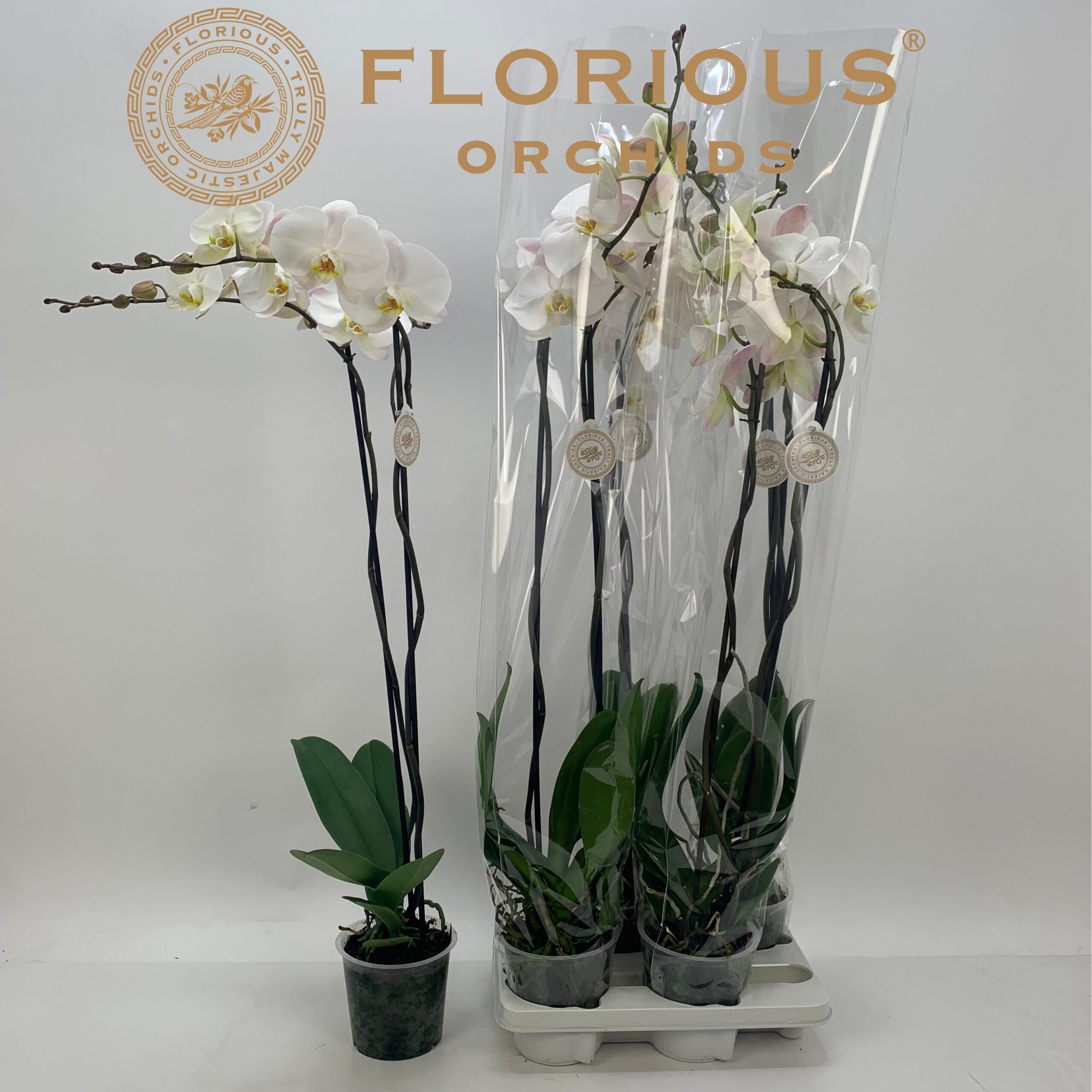 112894-PHALEXT2WH-015 Phalaenopsis ‘Extra’ 2 ágú fehér (Lepkeorchidea) - Image 1