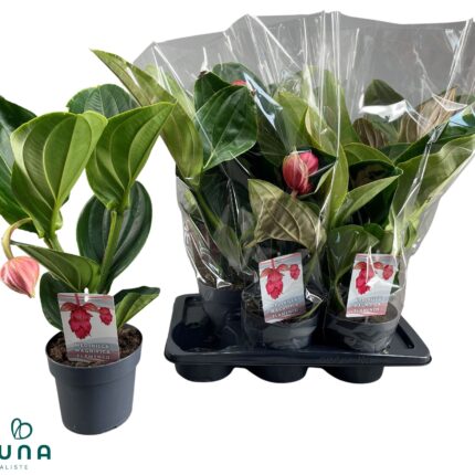 Medinilla magnifica 'Flamenco' (Pompás medinilla)