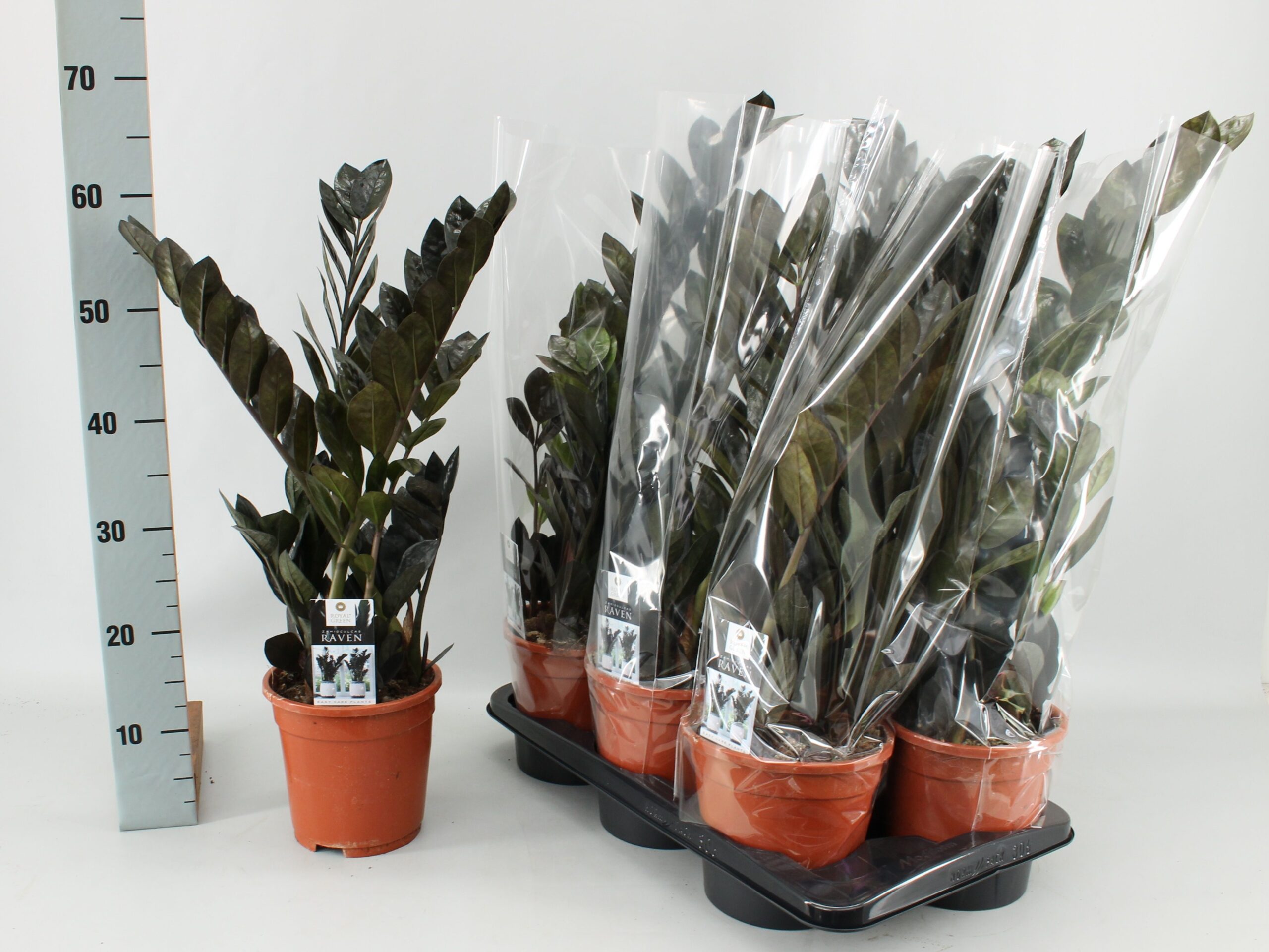 120336-ZAMI-017 Zamioculcas zamiifolia ‘Raven’ (Agglegénypálma) - Image 1