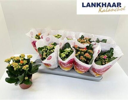 Kalanchoe blossfeldiana 'Rosalie' (Telt virágú korallvirág)