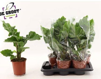 Alocasia ‘Low Rider’ (Elefántfül)
