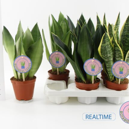 Sansevieria trifasciata 'Mix' (Anyósnyelv)